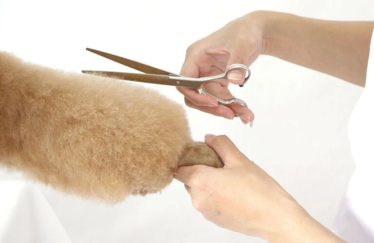 犬の健康維持 | 府中市の動物病院なら府中もも動物病院